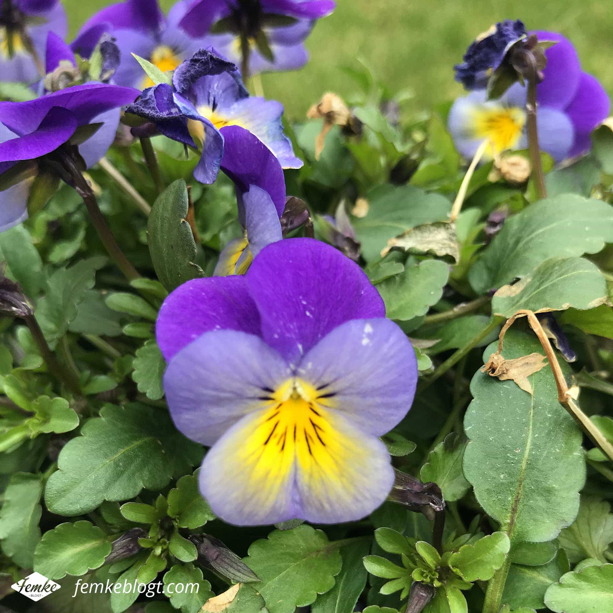 Maandoverzicht maart | Lente, viooltjes in de tuin!