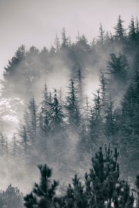 Sunday's Society6 - Guido Montanes, Mountain light II foggy forest