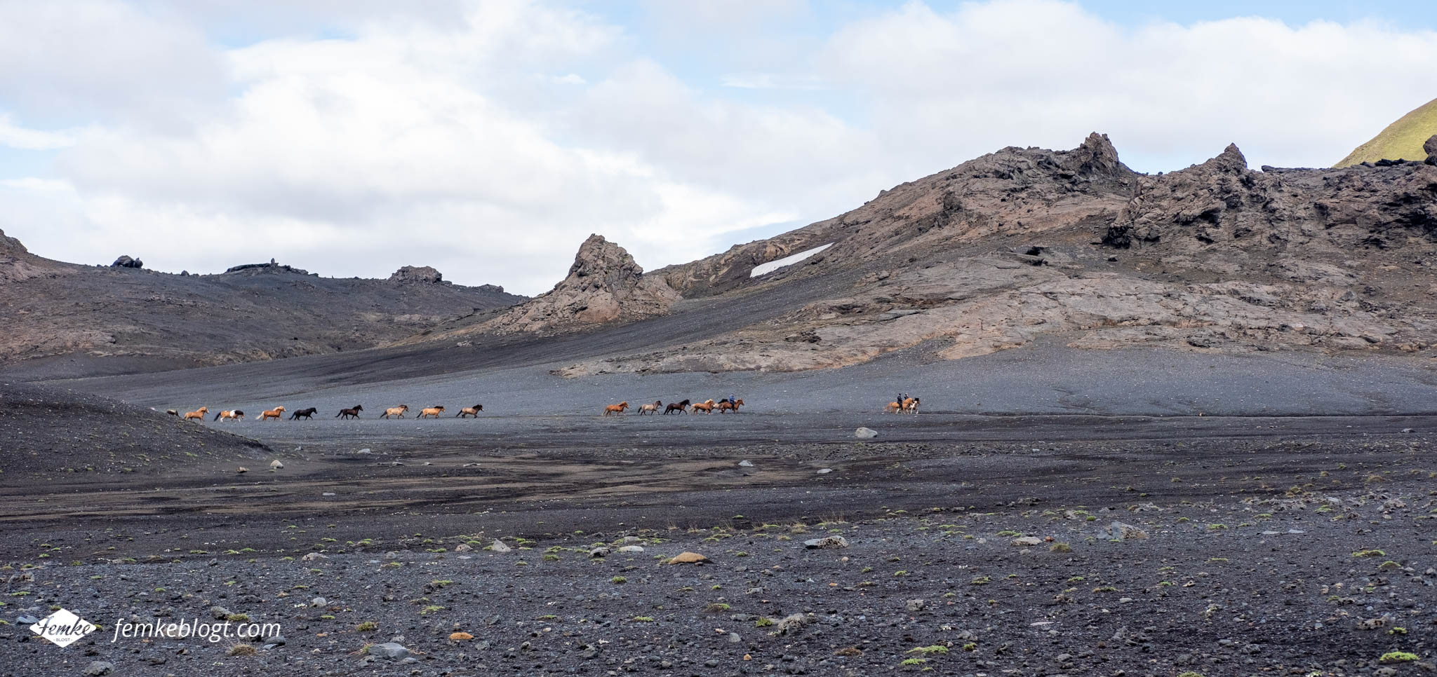 Laugavegur trail - IJslandse paarden