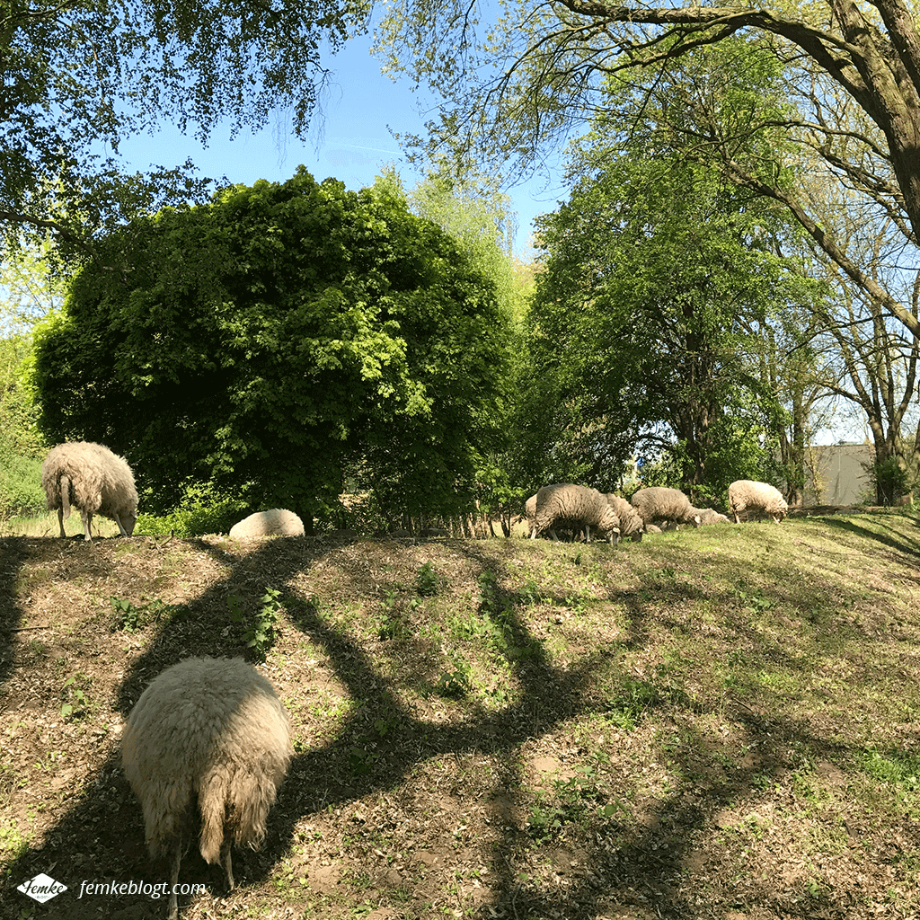 Maandoverzicht mei | Schapen in het park