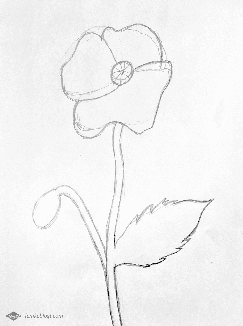 31 Dagen bloemen | Proces tekening klaproos