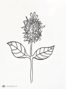 31 Dagen bloemen | Sering tekenproces
