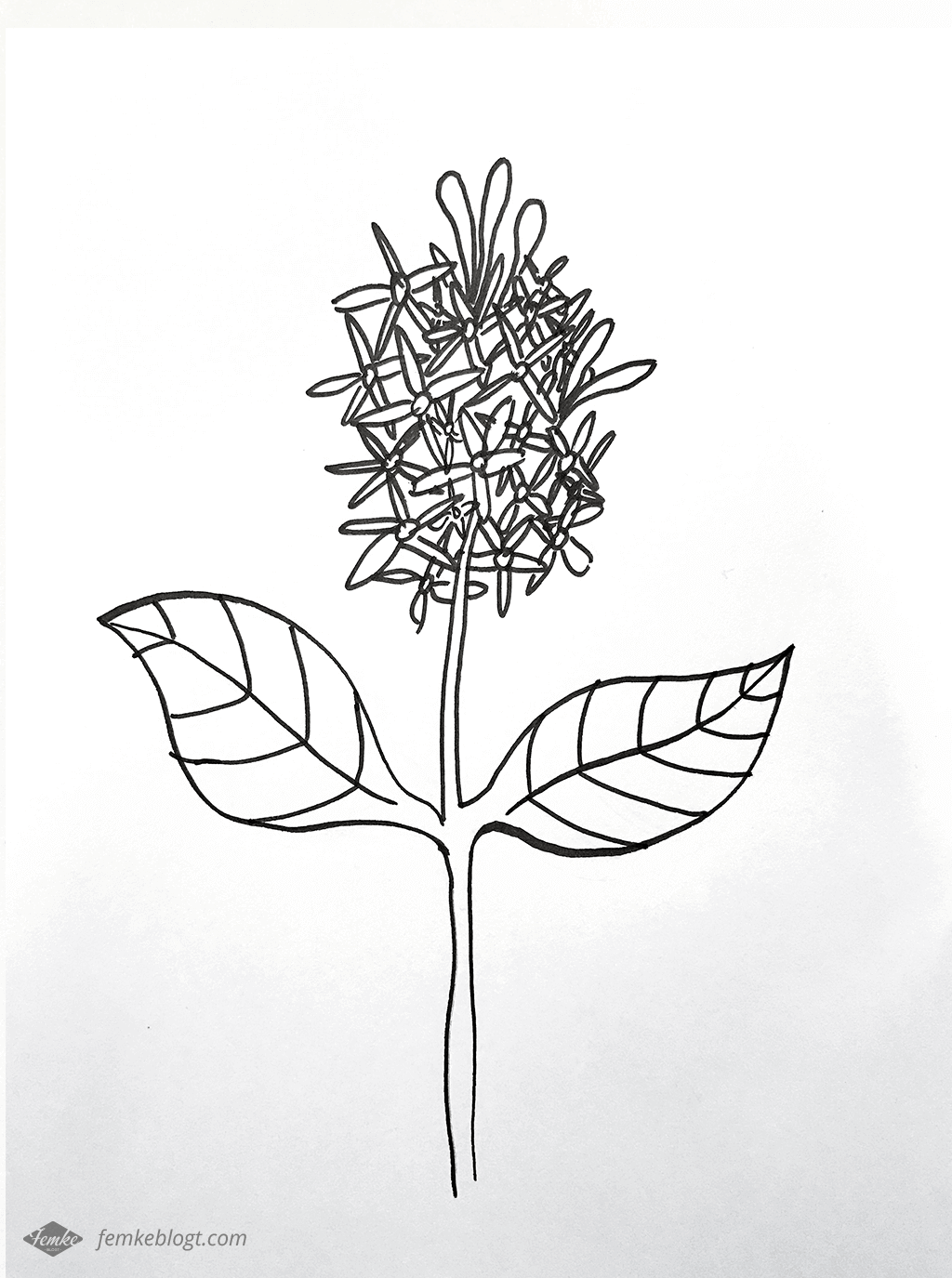 31 Dagen bloemen | Sering tekenproces