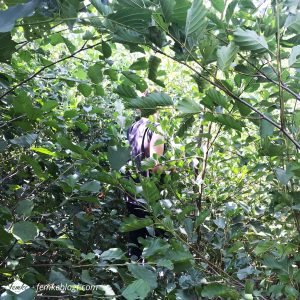 Maandoverzicht augustus | Jungle wandeling