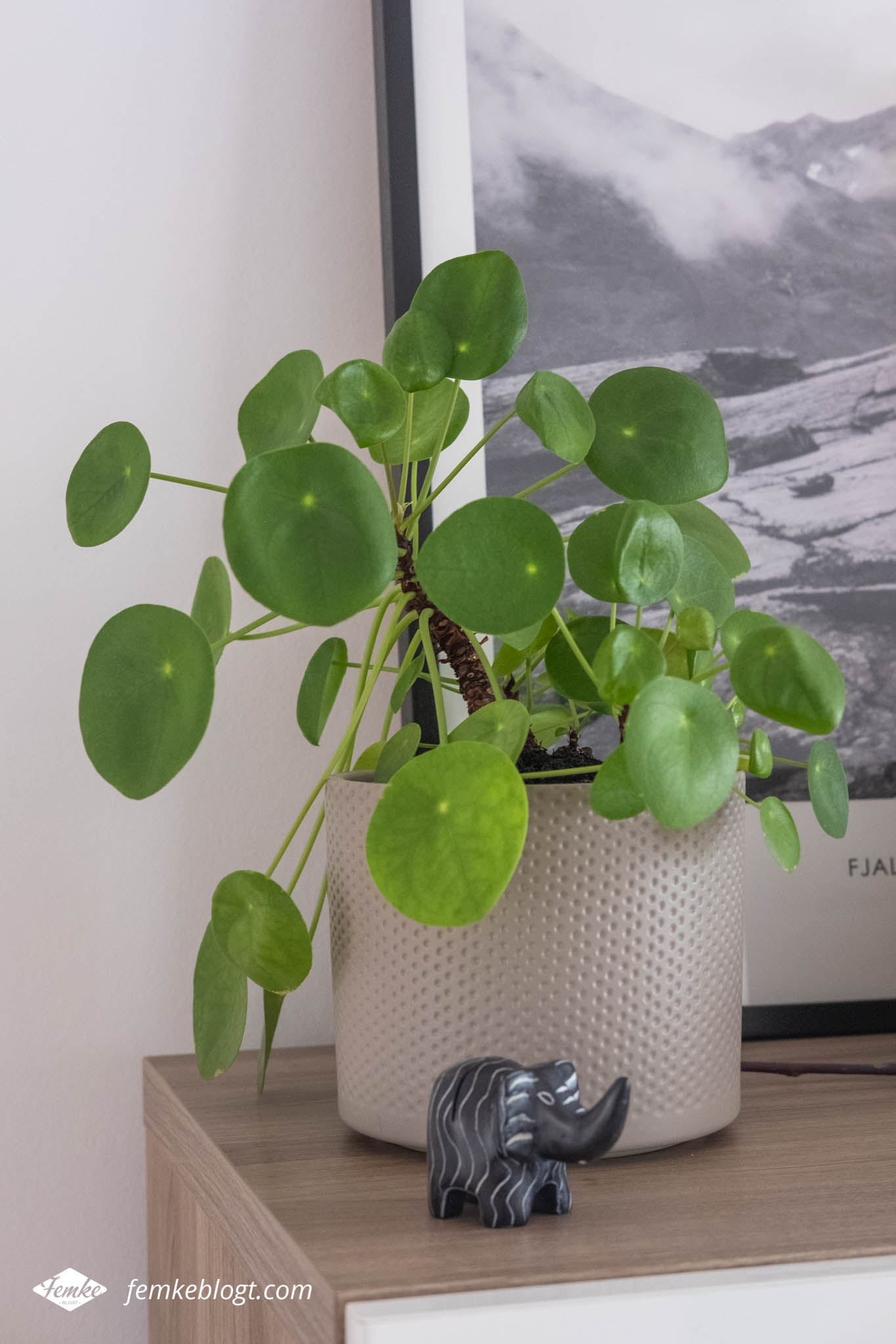 Kleine planten in huis - Pilea (pannenkoekenplantje)