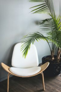 Howea Forsteriana (Kentia palm)